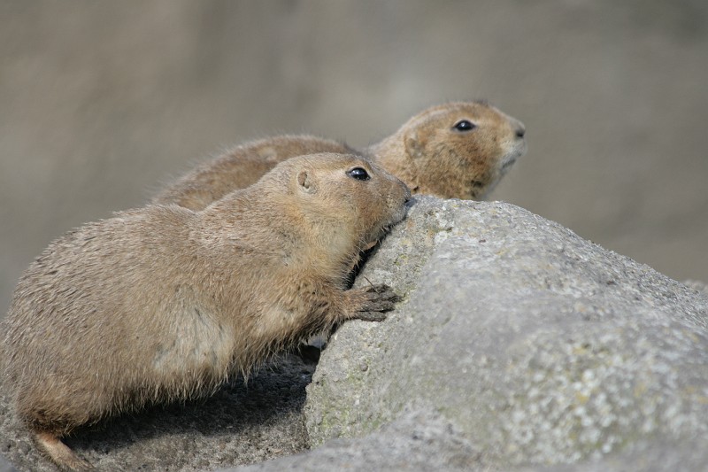 Fotoclubje Blijdorp 2008-165.jpg